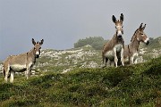 87 Asinelli al pascolo ci osservano